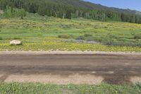 a dirt road next to a hill near flowers and trees covered hill side with some trees