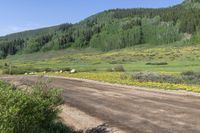 a dirt road surrounded by trees and flowers next to a hillside, the dirt has yellow wildflowers on it