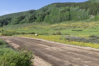 a dirt road surrounded by trees and flowers next to a hillside, the dirt has yellow wildflowers on it