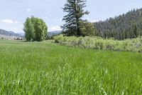 green grass is standing on the ground in a field with tall trees in the background