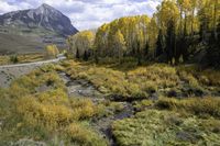 Crested Butte Colorado Mountain Forest 001