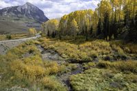 Crested Butte Colorado Mountain Forest 001