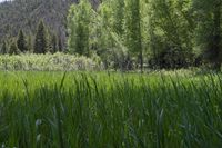 tall green grass in front of a mountain surrounded by trees and pines in the distance