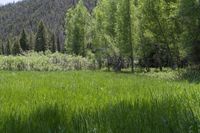 tall green grass in front of a mountain surrounded by trees and pines in the distance