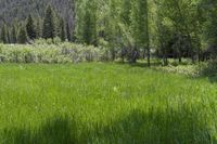 tall green grass in front of a mountain surrounded by trees and pines in the distance