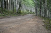 the dirt road leads through the forest towards the woods that is lined with aspen trees