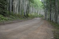 the dirt road leads through the forest towards the woods that is lined with aspen trees