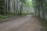 the dirt road leads through the forest towards the woods that is lined with aspen trees