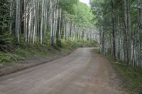 the dirt road leads through the forest towards the woods that is lined with aspen trees