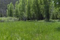 Crested Butte: Nature's Beauty with Trees and a Grass Field