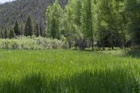 Crested Butte Open Space: Beautiful Fields of Flowers