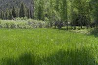 Crested Butte Open Space: Beautiful Fields of Flowers