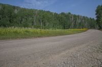 an empty dirt road surrounded by green grass and trees with a single red stop sign in the distance