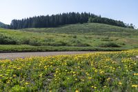 an open field with some trees and flowers growing on it as seen from the side of a dirt road