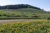 an open field with some trees and flowers growing on it as seen from the side of a dirt road