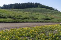 an open field with some trees and flowers growing on it as seen from the side of a dirt road