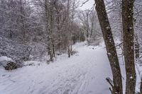 the trail leads up into the trees in the snow, with tracks in the road