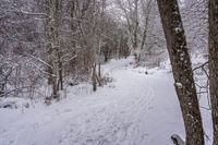 the trail leads up into the trees in the snow, with tracks in the road