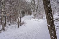 the trail leads up into the trees in the snow, with tracks in the road