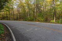 a curve road in a forest with trees surrounding it and orange paint all around the curb