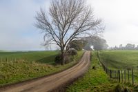 a dirt road leads up to an empty green field and a lone tree with no leaves