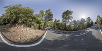 a curved road goes down and is shown from above with multiple images of trees and bushes on it