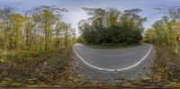 the photograph is taken of the curved road in front of a forest with no cars