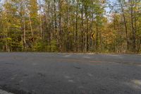 Curved Road in Ontario Forest with Grass