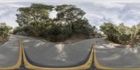 a curved road near some trees and trees that are standing up above each other in a panoramic image