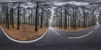 a curved roadway is photographed from the front with the reflection of trees and the other