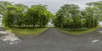 a curved road passes through the trees that is growing next to a dirt road and grassy area