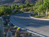 an image of a hill side roadway in the morning sun day time, with some cactuses in the foreground