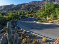 an image of a hill side roadway in the morning sun day time, with some cactuses in the foreground