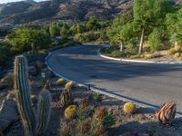 an image of a hill side roadway in the morning sun day time, with some cactuses in the foreground