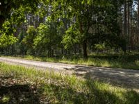 a couple riding bicycles past a forest filled with trees and grass on a sunny day