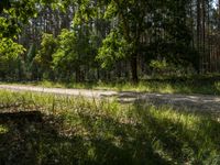 a couple riding bicycles past a forest filled with trees and grass on a sunny day