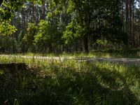 a couple riding bicycles past a forest filled with trees and grass on a sunny day