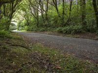 a person riding on a bicycle down a tree lined pathway surrounded by trees and bushes