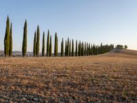 row of cypress trees lined up near a road in the countryside of tuscany, italy