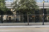 a tree is outside in the daytime on the sidewalk of the city street, next to a building