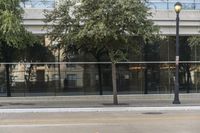 a tree is outside in the daytime on the sidewalk of the city street, next to a building