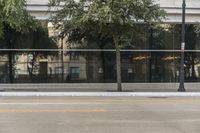 a tree is outside in the daytime on the sidewalk of the city street, next to a building