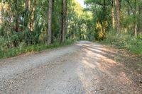 a dirt road surrounded by some tall trees with sun streaming through the leaves on each side