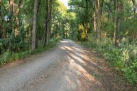 a dirt road surrounded by some tall trees with sun streaming through the leaves on each side