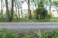 a dirt road surrounded by some tall trees with sun streaming through the leaves on each side