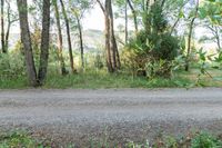 a dirt road surrounded by some tall trees with sun streaming through the leaves on each side