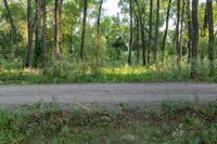 a dirt road surrounded by some tall trees with sun streaming through the leaves on each side