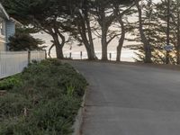 a street with trees near the ocean in front of some buildings, next to a white fence and tall trees