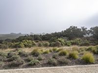 Dawn in California: A Serene Valley of Nature