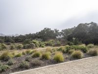 Dawn in California: A Serene Valley of Nature